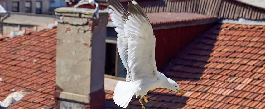 Residential Chimney Animal Removal Solution in Martinez, GA